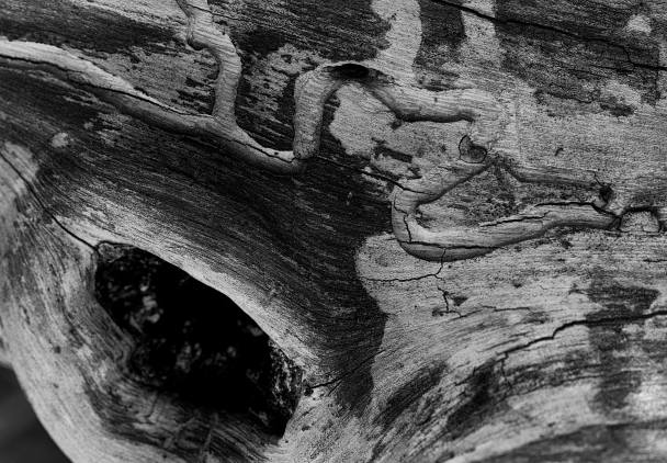 Abstract Wood (91 of 365)